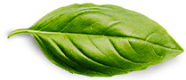 basil